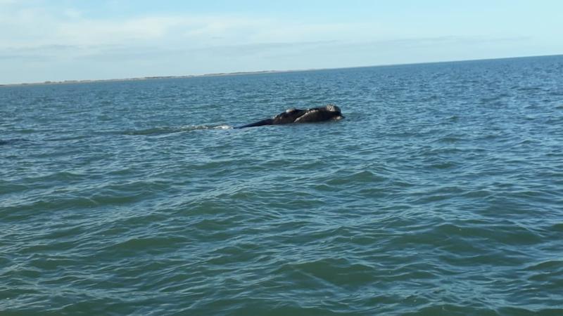 Nuevo avistaje de ballenas francas en Reta